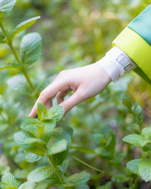oohice
